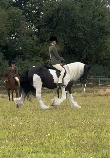 We can't wait to see where show season 2026 will take them 🤍🖤 Let us know what shows/ riding clubs you are you doing this season? #fyp #piebald #horseshowing #traditionalcob