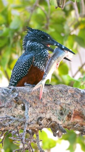 Spot the Majestic Giant Kingfisher in Action! 🐦🌊 #Shorts #BirdWatchingTrendsThe Giant Kingfisher, Africa’s largest kingfisher, impresses with its striking black and white plumage and formidable size. Inhabiting rivers, lakes, and coastal regions, this bird is known for its powerful beak, used to catch fish, crabs, and amphibians. With its distinctive, loud call, the Giant Kingfisher is a standout among birdwatchers. Conservation efforts focus on preserving its aquatic habitats from pollution a