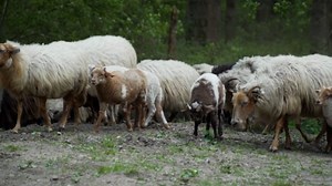 Sheep, Animal, Farm Animal. Free Stock Video