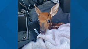 Baby deer rescued by Spotsylvania deputy