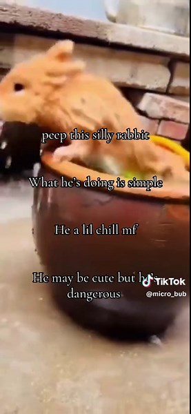 Dangerous Bunny: A Cute Yet Risky Rabbit Video