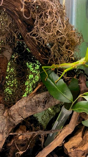 The green bean stick bug is just having a little snack this morning 🍃 These insects are a stunning bright green color and come from the Caribbean. They have a very heavy body and can measure up to 5 inches long! Come visit them at the aquarium. https://loom.ly/PbaV3iM | Shreveport Aquarium