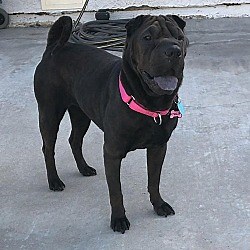Quail Valley, CA - Shar Pei. Meet Rolls a Pet for Adoption - AdoptaPet.com