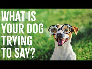 Dog Body Language | Learn How to Understand Dogs Better