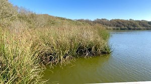 Friends of Susan Branch (F.O.S.B.) on Reels
