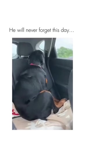 Hilarious Dog Compilation That Will Make You Laugh!