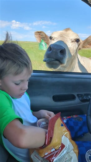 Cow Slobber and Chewed Fingers