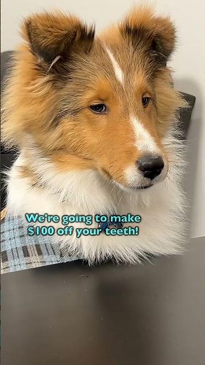 Dog Tooth Fairy Payouts Revealed! 🧚🦷 e582