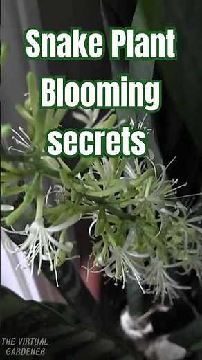 snake plant flowering secrets: beautiful indoor blooms