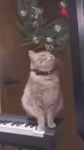 39K views · 1.3K reactions | Mi gato apago mi pc en Directo! | TayluSs | Facebook