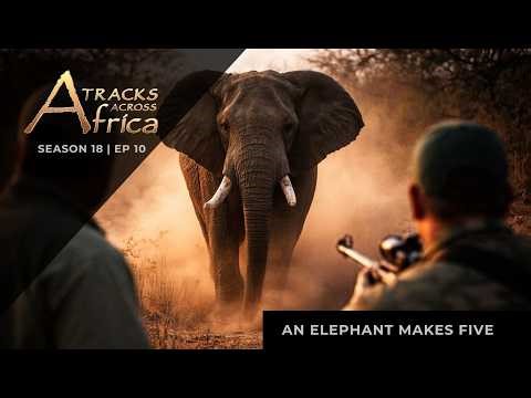 An Elephant Makes Five | TAA S18 Ep 10