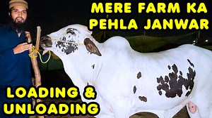 13K views · 810 reactions | First Bull of My Farm AQ Cattle Farm  | Cattle Market Karachi | Bakra Eid 2023. . . . . . . . . . #f4f #cowmandi2023 #BakraEid2023 #foryou #cowboy #CowMandi #cowboy #bakra #bulls #CowMandi #BakraEid #EidulAdha #Eid #Qurbani #Cows #CowMandi2023 | Cattle Market Karachi | Facebook