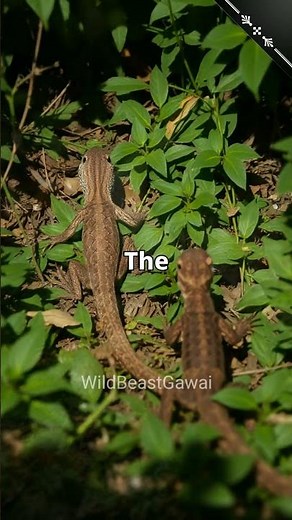 Did You Know Lizards Can Drop Their Tails? #didyouknow #animalfacts