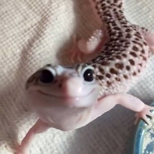 This gecko just can't stop smiling 😁🦎 | LADbible