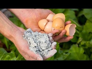Add Eggshells And Ashes To Your Garden, What Happens A Few Days Later Will Surprise You