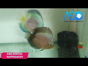 Limited top quality discus fish for sale and set up for sale ‪@ASDDISCUS‬