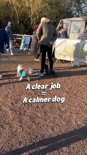 Dovecote Dogs on Instagram: "Ever stood at a coffee van like this and wondered why your dog suddenly feels like they need to do something? Busy environments = lots of information for your dog. People, dogs, smells, movement. If we don’t give them a clear job, they’ll often create one themselves… staring, pulling, barking, scanning or getting overwhelmed. In this clip, I’ve put my dog in a simple middle position. It gives him: • a clear task • a predictable place to be • a way to feel safe and an