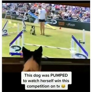 2.3M views · 10K reactions | As we continue to try and make sense of all of everything, let me offer you another distraction.... DOGS! ❤️ Good evening and goodnight x | Le Gateau Chocolat | Facebook