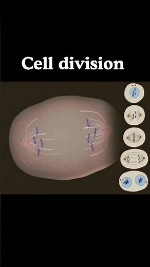 cell division #celldivision #cellbiology #cellcycleandcelldivision #science #medical