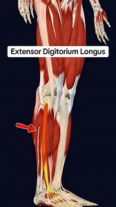 64K views · 747 reactions | Extensor digitorum longus #muscle #anatomy 例禮 | Dr. Ishtiaque Arafat | Facebook