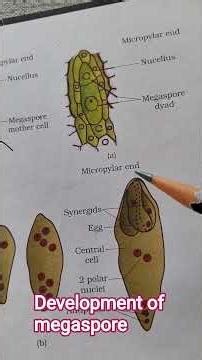 development of megaspore #biology#