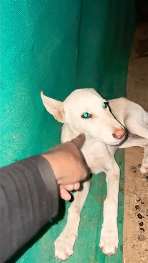 labrador puppy retriever puppies#animal life #shotfeed #shorts #catmeowarea