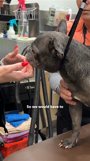 1M views · 30K reactions | Paralyzed Frenchie dumped at shelter filthy and with sores everywhere  #frenchbulldog #dogs #rescuedog #adoptme #shelterdog | Rocky Kanaka | Facebook