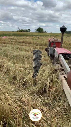 #ep464 #tractor_transporting_rice #tractorvideo #farmers #shortvideo