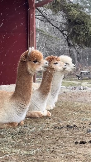 Cape Newagen Alpaca Farm | It’s beginning❄️⛄️🎿 Winter is upon us with snow and cold reminding me how warm our alpacas and sheep are with their soft, warm fiber... | Instagram