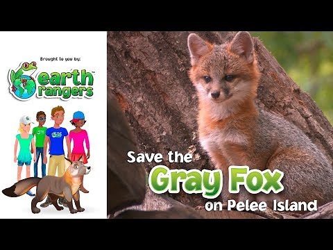 Earth Rangers Bring back the Wild: Save the Gray Fox