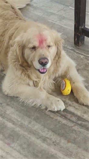 so cute dogs #dogs #puppy