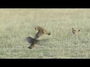 Lesser Prairie-Chicken fighting at lek in Kansas