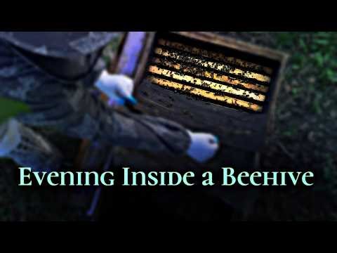 Evening Honey Bee Sounds | Beehive ASMR