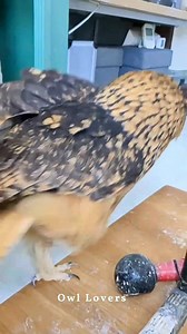 Look how the owl runs.🦉🌺 #owl | Owl Lovers