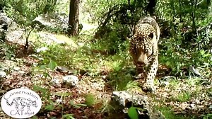 224K views · 2K reactions | Rare footage of the only documented wild jaguar living in the US. | Business Insider | Facebook