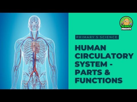 Science Nuggets - Human Circulatory System: Parts & Functions