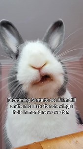 3.5K views · 4.7K reactions | Whoops   @chesterthedutchie   Our Christmas box of festive themed treats and toys is out now! Hurry to our website today (linked in our bio) to get your paws on one! #happybunnyclub #bunnycare #bunnytreats #bunnylife | Happy Bunny Club | Facebook