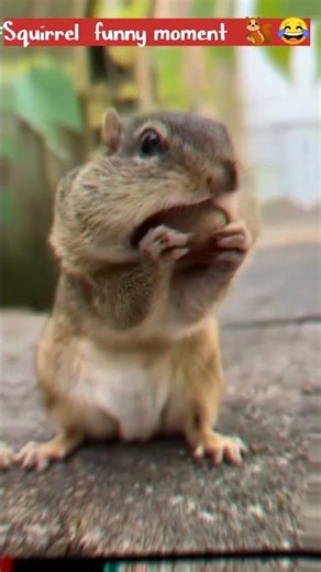 Wait for the end! 😂🐿️ #Shorts #funnyanimals