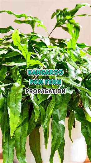 From one paw to a whole pack 🐾🌿 #fern #propagation #plants #houseplants #plantcare | Succulents Box