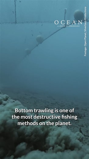 5.7K views · 136 reactions |  Octopuses are some of the most fascinating animals in the ocean. But their homes—and their lives—are at risk from destructive bottom trawling. If we want real protection, we need to stop destructive fishing where life should be safest. This World Octopus Day, learn more about our campaign to safeguard ocean wildlife and ban bottom trawling in marine protected areas: https://oceana.ly/4mY6Y6d | Oceana | Facebook