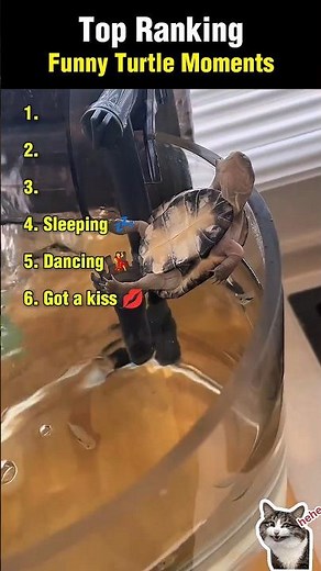 Top Ranking Funny Turtle Moments 🐢😂 #turtle #funny #shorts