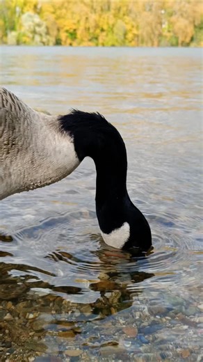 Canada Geese Up Close Have you ever seen them this close? #canadageese | Birdwatching Nature & Wildlife