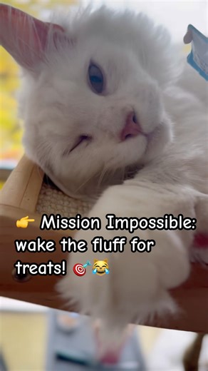 👉 When you disturb your cat’s royal nap… for snacks! 😹#funnyshorts