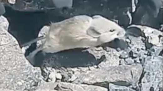 世界上生存海拔最高的哺乳动物—发现于海拔6739米的黄臀叶耳鼠（Phyllotis xanthopygus rupestris）个体？