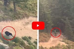 Black Bear Filmed Chasing Mountain Biker Down Montana Mountain