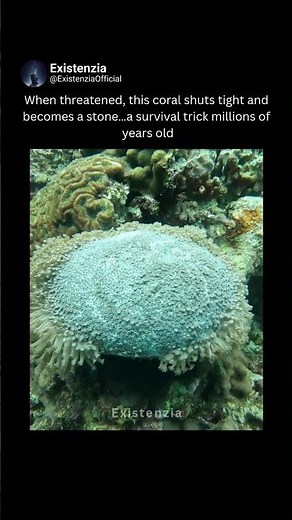 This Coral Becomes a Stone to Survive