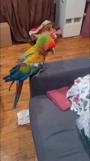 Klassik Frescobar | Riple know he a big Dansa ! 🦜 Song: Dansa by Klassik Frescobar | Instagram