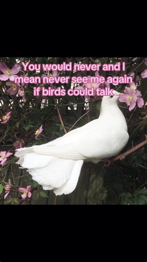 Such beautiful creatures #fy