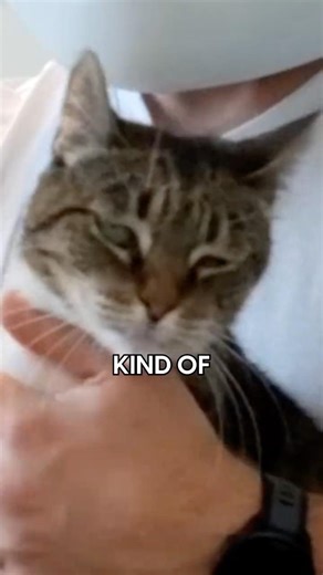My House Cats' Hunting Skills Are Nonexistent #CatsOfYouTube #Funny