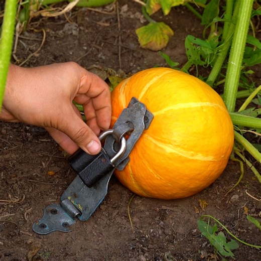 Astuces de Jardinage Pour Une Récolte Époustouflante : Faites Pousser Vos Propres Légumes | Cuisine Sympa